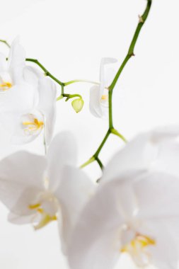 Beyaz arka planda orkideler. Beyaz ve mor