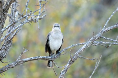 Alaycı kuş, bir dala yakın çekimde gösterilir.