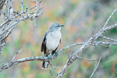 Alaycı kuş, bir dala yakın çekimde gösterilir.