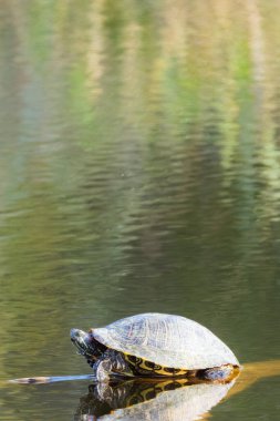 Suya yakın çekim yapan bir kaplumbağa