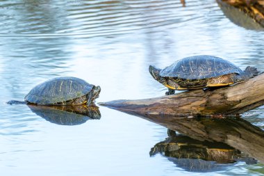 Suya yakın çekim yapan bir kaplumbağa