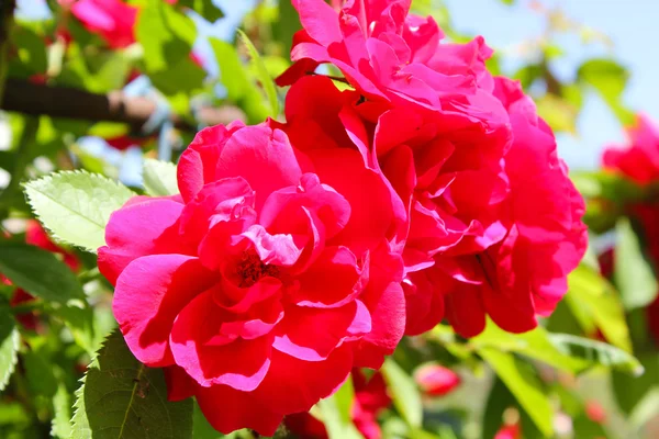 Rosa vermelha no jardim, Rússia — Fotografia de Stock