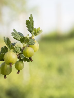 Yeşil bektaşi üzümü meyve
