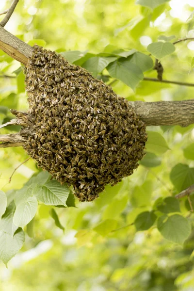 ミツバチの巣箱に群がってください。 ロイヤリティフリーのストック画像