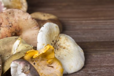 Taze toplanan mantar