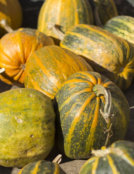 Bir yığın hasat kabaklar