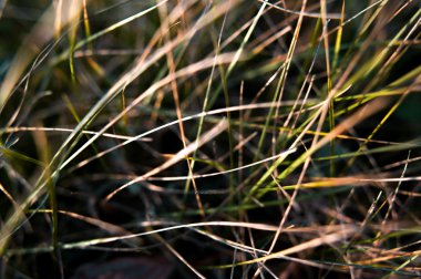 Arka plan - bahar çimen ve yeşil yosun