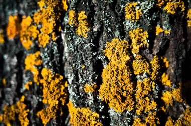 Arka plan - ağaç doku moss ve mantar ile