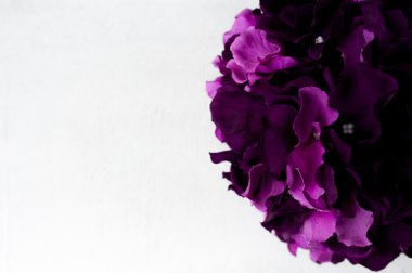 Mor HORTENSIA sınır yakın çekim 