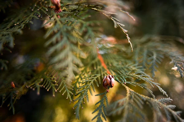 Tło - conifer, świerk, jodła, sosna — Zdjęcie stockowe