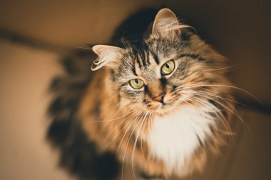 Ray kedi yeşil gözlü. Gri kedi. Çizgili değil safkan yavru kedi. 