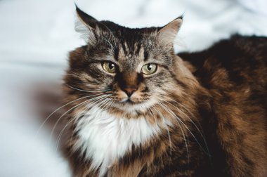 Beyaz göğsünde soyulmuş kürk beyaz ile gri kedi kedi 