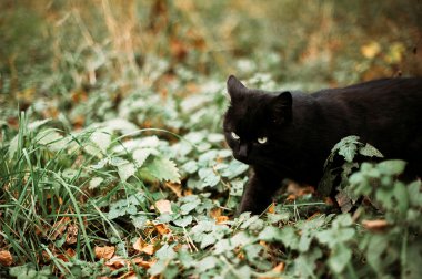 Yetişkin bir kedi ve bir yavru kedi derin arıyorum güzel portre