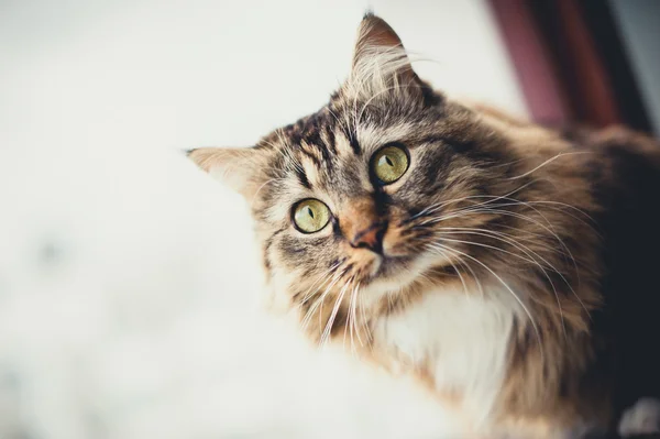 Szary kotek kot z obnażony futro w klatce piersiowej — Zdjęcie stockowe