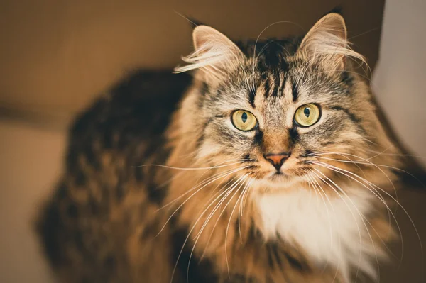 레이 녹색 눈을 가진 고양이. 회색 고양이입니다. 줄무늬 하지 순종 고양이. — 스톡 사진