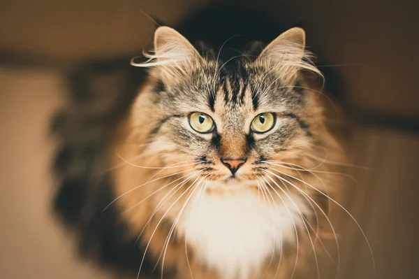 레이 녹색 눈을 가진 고양이. 회색 고양이입니다. 줄무늬 하지 순종 고양이. — 스톡 사진