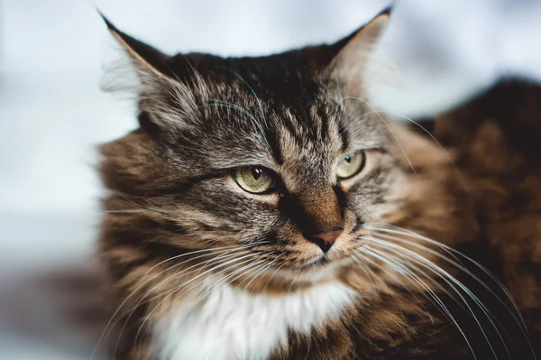 화이트에 벗겨진된 모피 백색 가슴을 가진 회색 고양이 고양이 — 스톡 사진