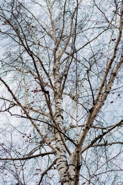 Brunch'ın kurak mevsim ağacında, arka plan mavi gökyüzüdür.