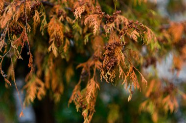 Brunch'ın kurak mevsim yeşil ağacında, arka plan mavi gökyüzüdür. Sezon değişiklikleri. Eski ve yeni. Yeşil ve sarı yaprakları