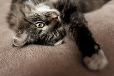 Gri kedi kedi soyulmuş kürk göğüs ile 