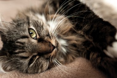 Gri kedi kedi soyulmuş kürk göğüs ile 