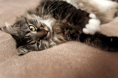 Gri kedi kedi soyulmuş kürk göğüs ile 