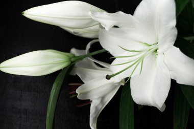 Siyah arka planda beyaz zambak