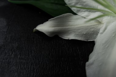 Siyah arka planda beyaz zambak