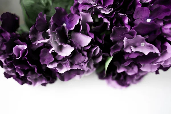 Paars hortensia grens close-up — Stockfoto