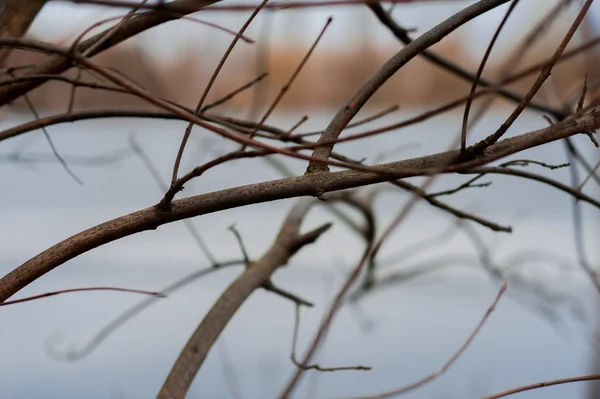 Brunch'ın kurak mevsim ağacında, arka plan mavi gökyüzüdür. — Stok fotoğraf
