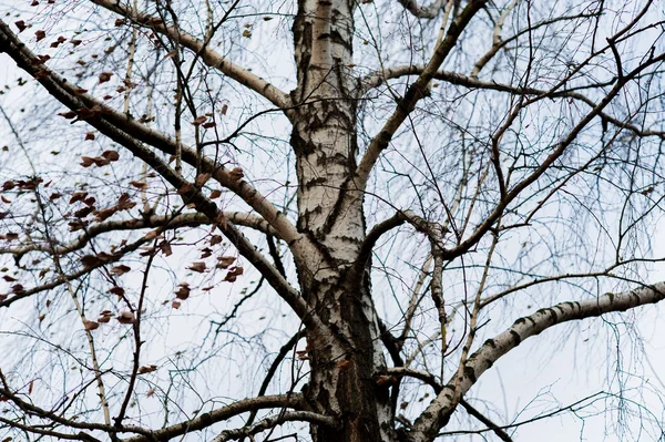 Brunch d'arbre en saison sèche, fond bleu ciel . — Photo