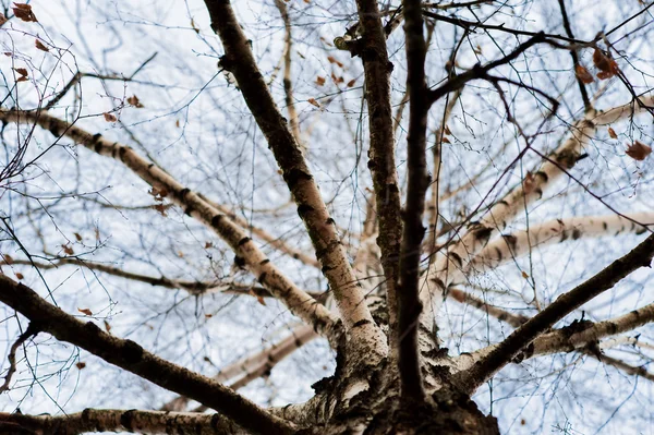 Brunch d'arbre en saison sèche, fond bleu ciel . — Photo