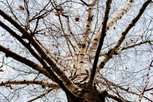 Brunch de árvore na estação seca, fundo é céu azul . — Fotografia de Stock