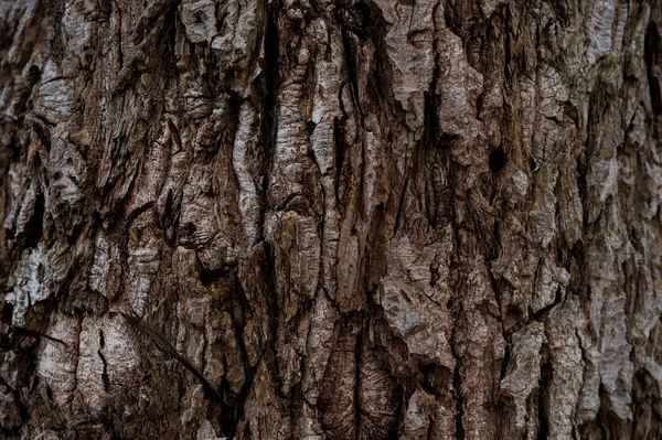 Alte raue Holzstruktur. Holzstruktur. Holzuntergrund. Baumstruktur. Baumhintergrund. Riss Baumstruktur. alte Baumtextur. alter Baumhintergrund. exotische Baumstruktur. Natur Textur Hintergrund. — Stockfoto