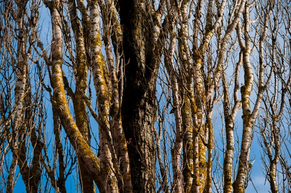 Brunch z drzewa w porze suchej, tło jest błękitne niebo. — Zdjęcie stockowe