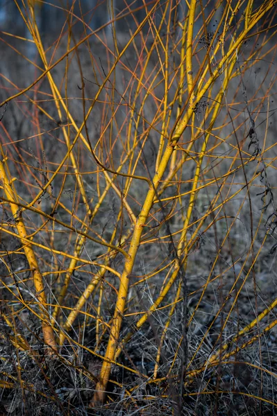 Pozdní snídaně stromu v období sucha, pozadí je modrá obloha. — Stock fotografie