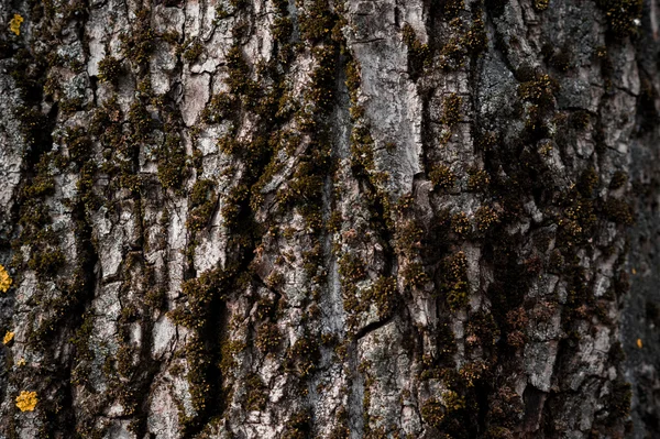 Old rough wood texture. Wooden texture. Wooden background. Tree texture. Tree background. Crack tree texture. Old tree texture. Old tree background. Exotic tree texture. Nature texture background. — Stock Photo, Image