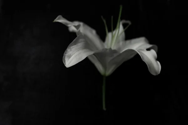 Giglio bianco su sfondo nero — Foto Stock