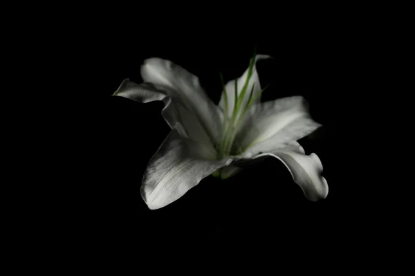 White lily on a black background — Stock Photo, Image