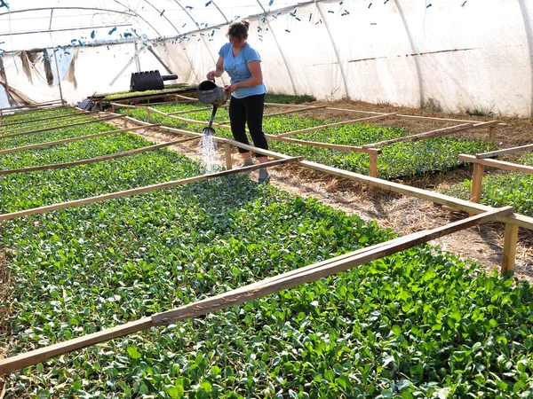 Växthus för odling av grönsaker — Stockfoto