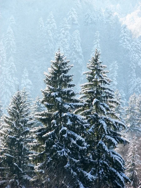 Zima Las w Carpathians_2 — Zdjęcie stockowe