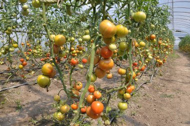 Tomatoes_3 büyüyen seralar