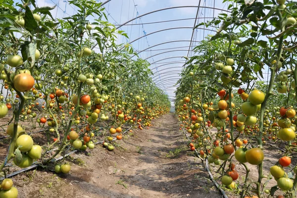 Теплицы для выращивания помидоров — стоковое фото