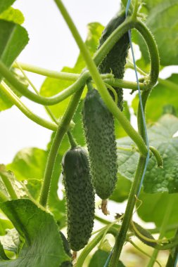 Sera erken sınıflarda büyüyen domates