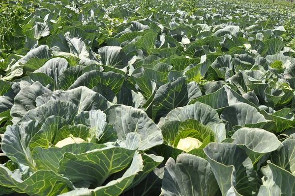 Cabbage in the field — Stock Photo, Image