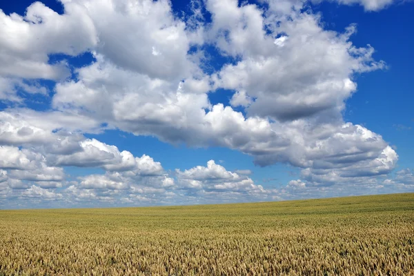 Maturing wheat field on a background of clouds_2 ストックフォト