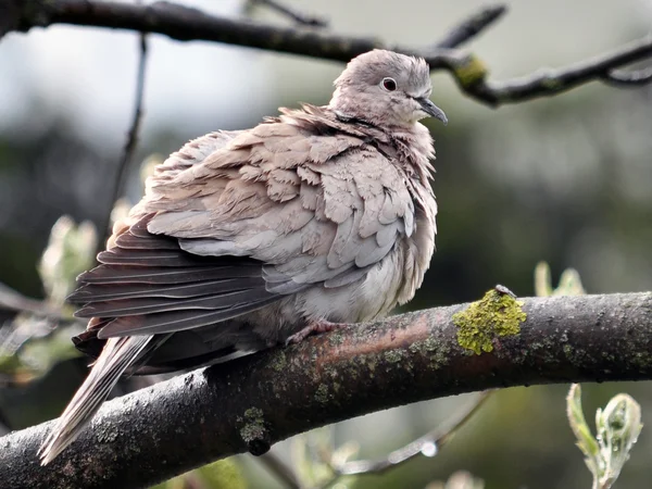Eurasian collared dove or ringed_2 — Stock Fotó