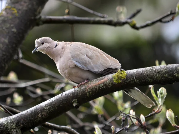 Eurasian collared dove or ringed_3 — Stock Fotó