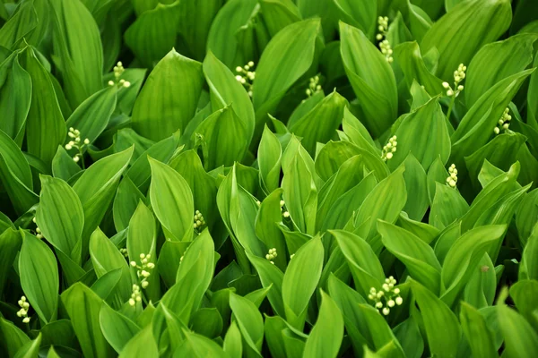 Liljekonvalj eller May Day — Stockfoto