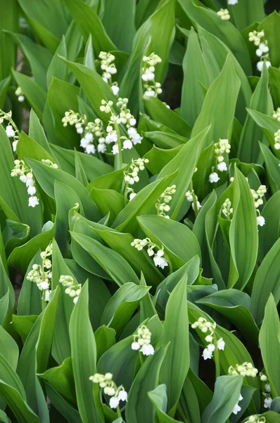 Lily of the valley or May Day _ 2 — стоковое фото